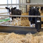 Heifers are eating in farm