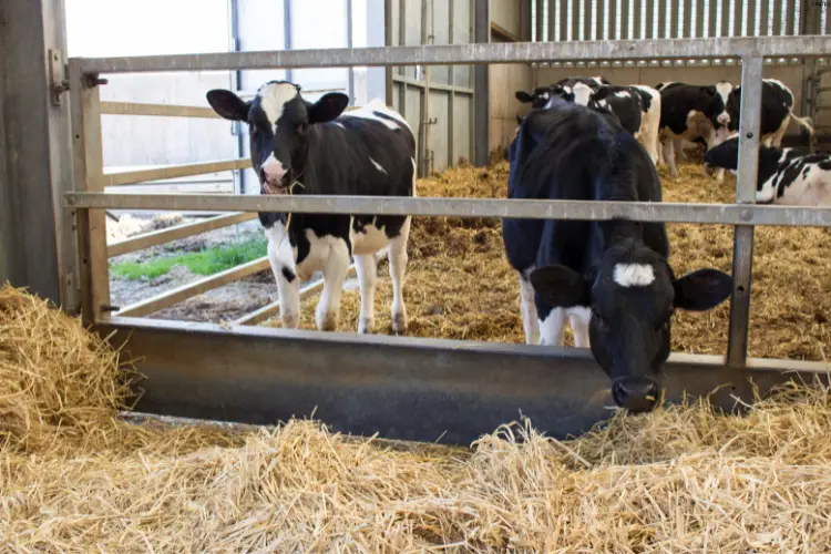 Heifers are eating in farm