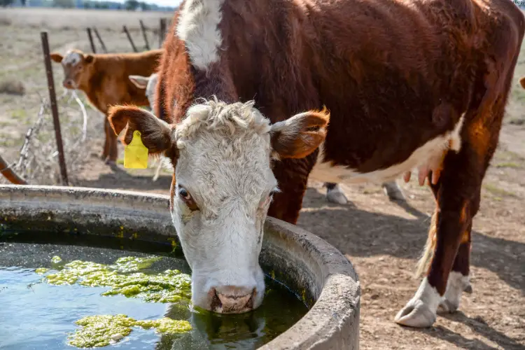 Heifers is drinking water