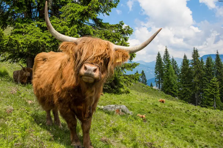 Highland Cattle is standing on grass