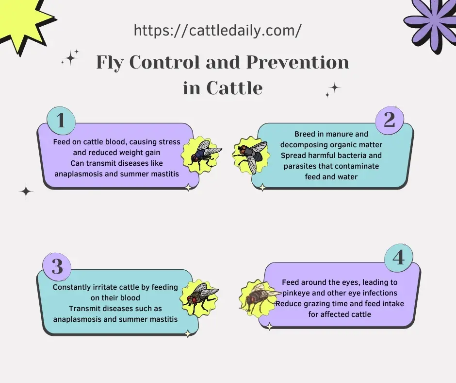 Infographic Fly Control and Prevention in Cattle