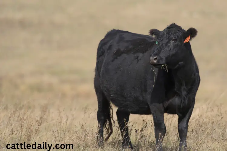 Lowline black Angus