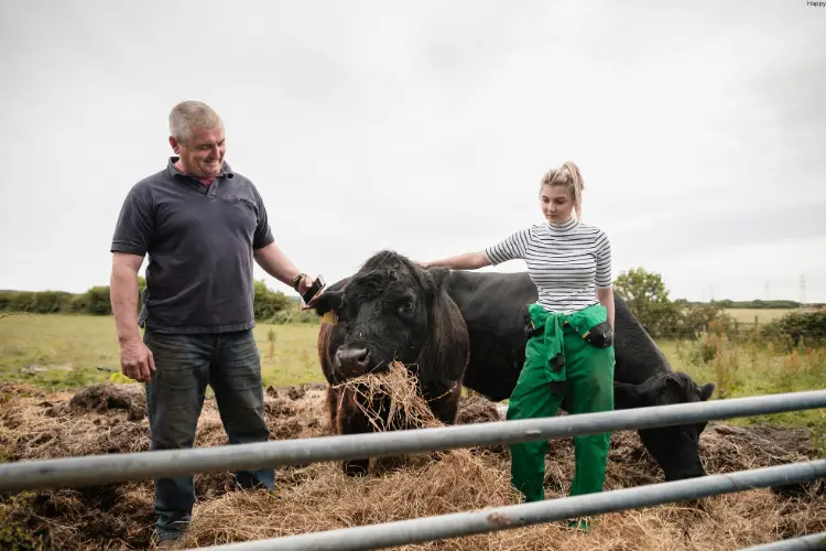 Man and woman is touching cattle as he eating