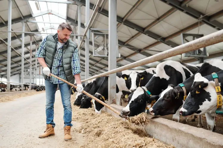 Man is helping cattles to eat by putting breed near to them