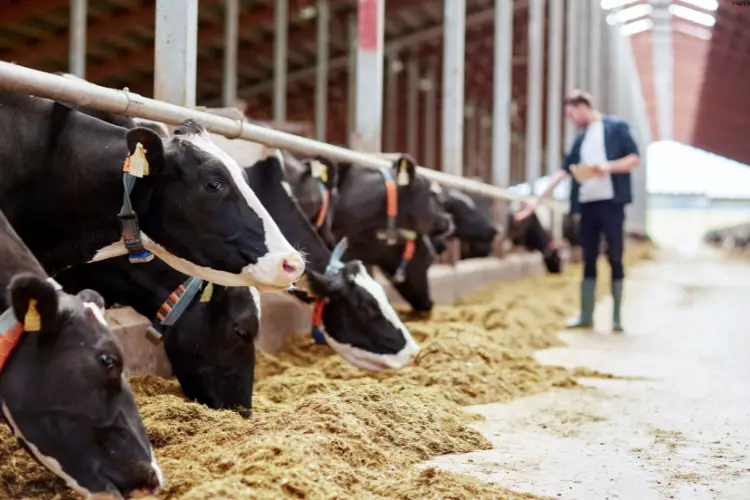 Man is monitoring cattle's while they are eating