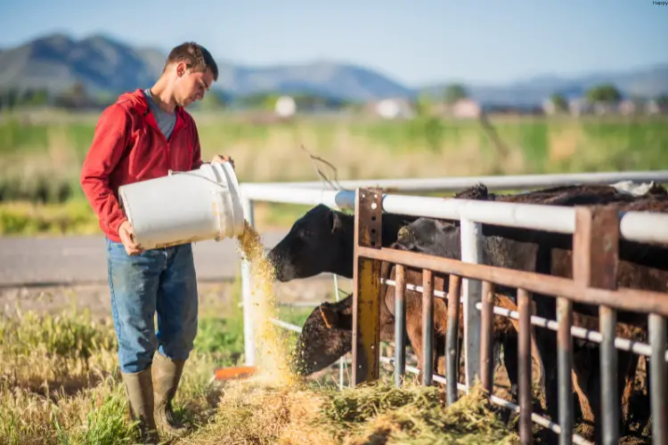 Man is putting feed to cattle's