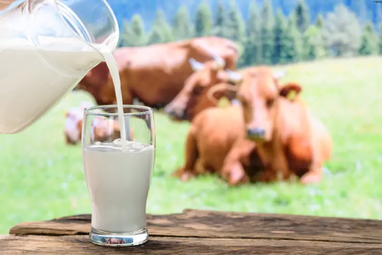 Man is putting milk into glass from jug an cattle and cattles are sitting infront of him