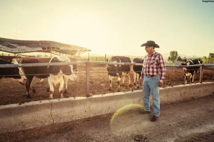 Man is standing in cattle farm