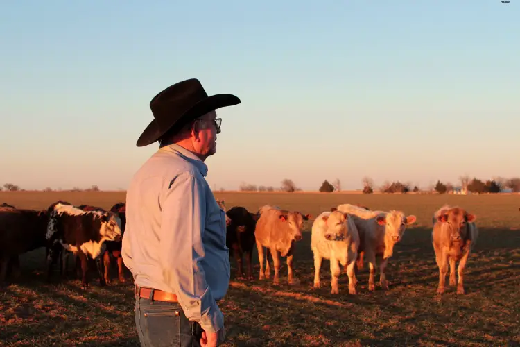 Man is standing with cattles