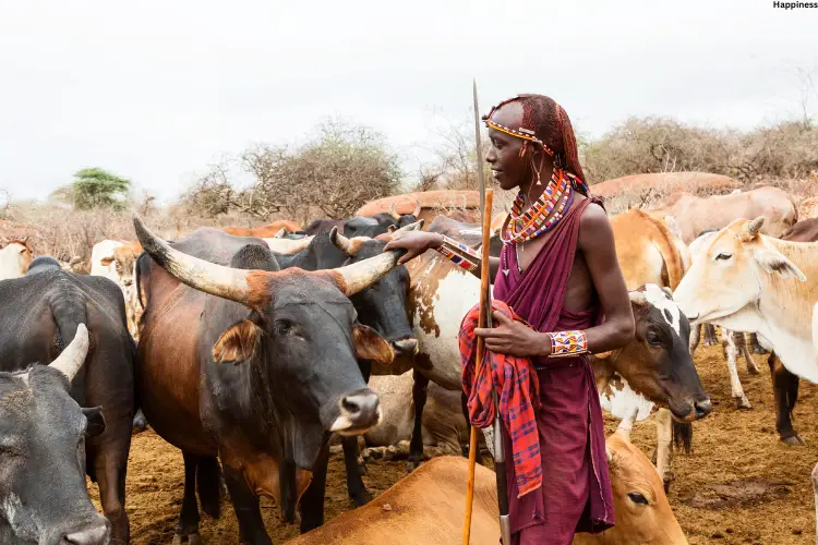 Man is standing with cattle's