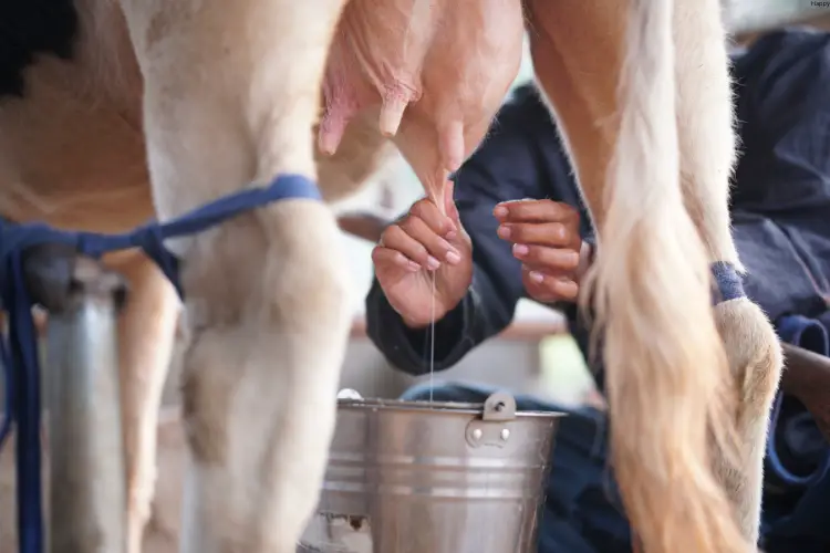 Man is taking milk from cattle