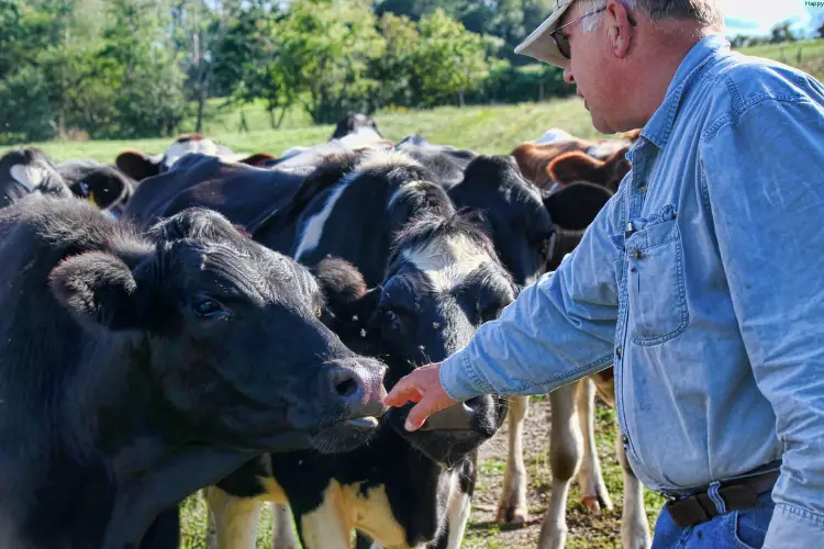 Man is touching a cattle