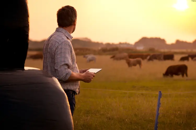 Man is watching cattle's