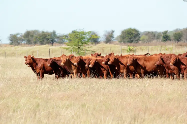 Many brown cattles are standing in long grass