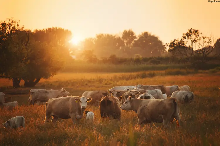 Many cattle's are together in grass