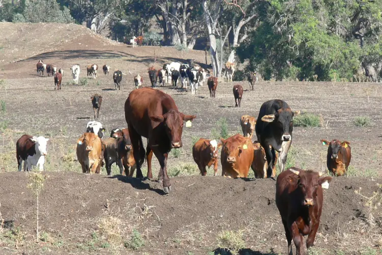 Many cattles are walking in the ground