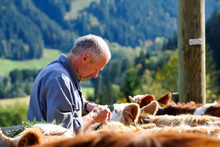 Men is checking on cattles