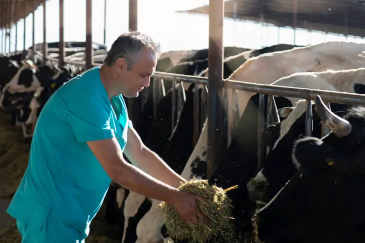 Men is putting feed to cattles from near