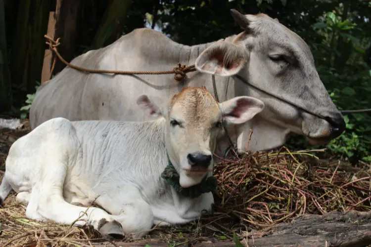 Mother cow is sitting with her baby