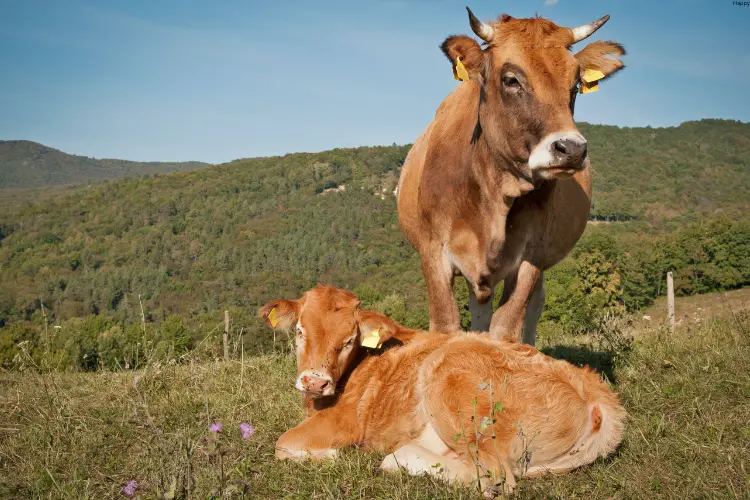 Mother cow is standing while baby of her is sitting