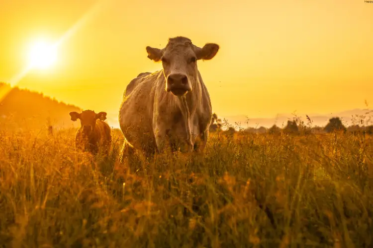 Mother cow is standing with her baby in long grass