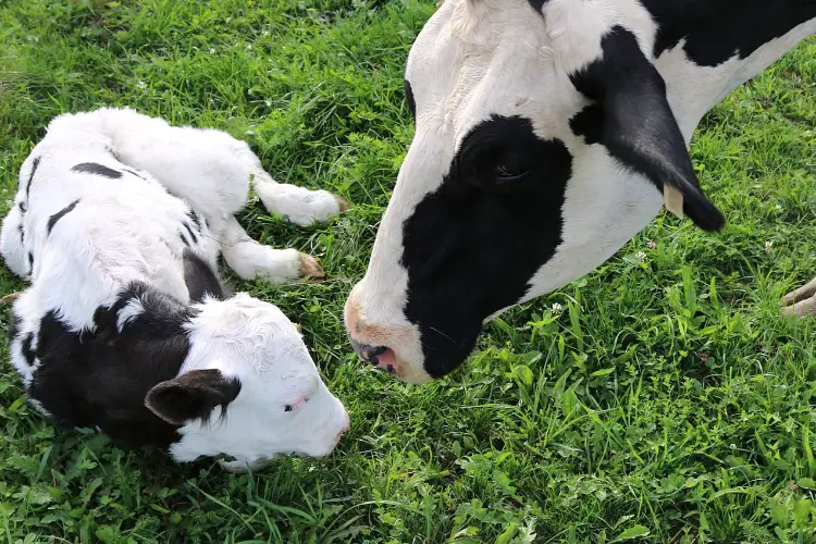 Mother cow is watching her baby while baby is sleeping on grass