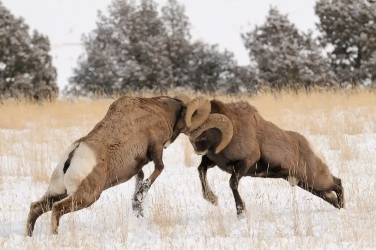 One cattle is hitting other cattle from back