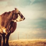 Pregnant cow is standing alone