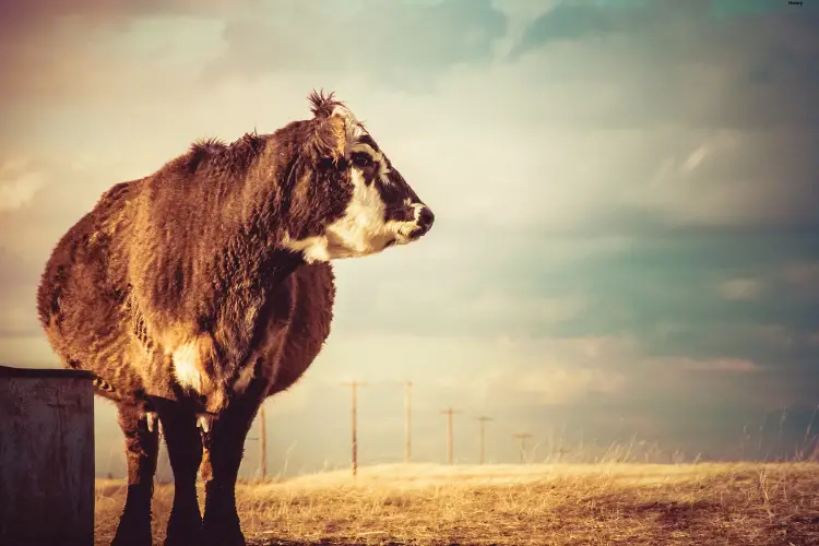 Pregnant cow is standing alone