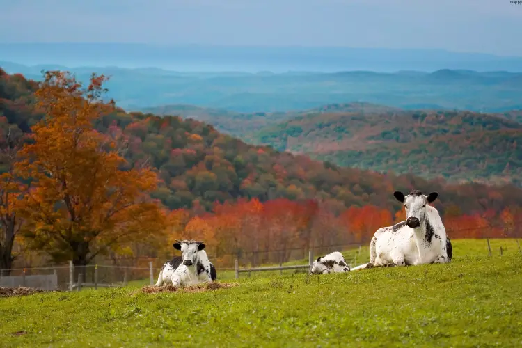 Randall Cattle are sitting on mountains