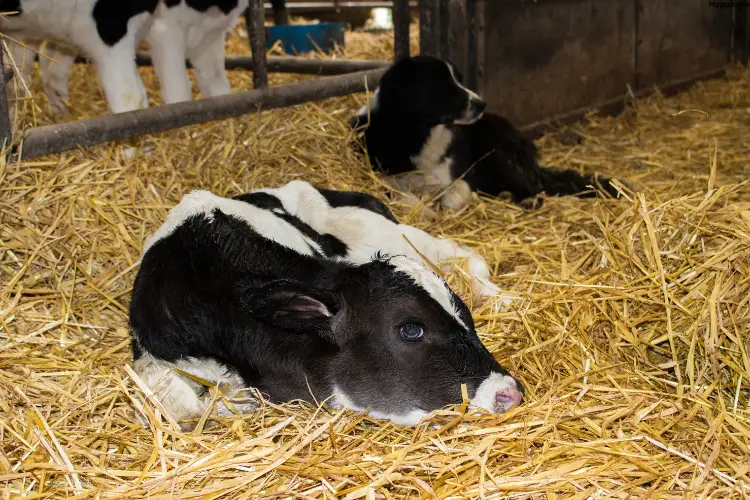 Two Calves are sitting