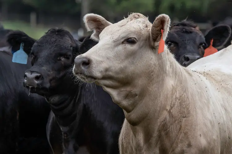 Heifers are standing together 