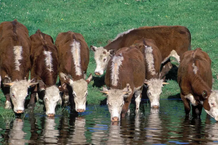 Cattles are drinking water from out side lake