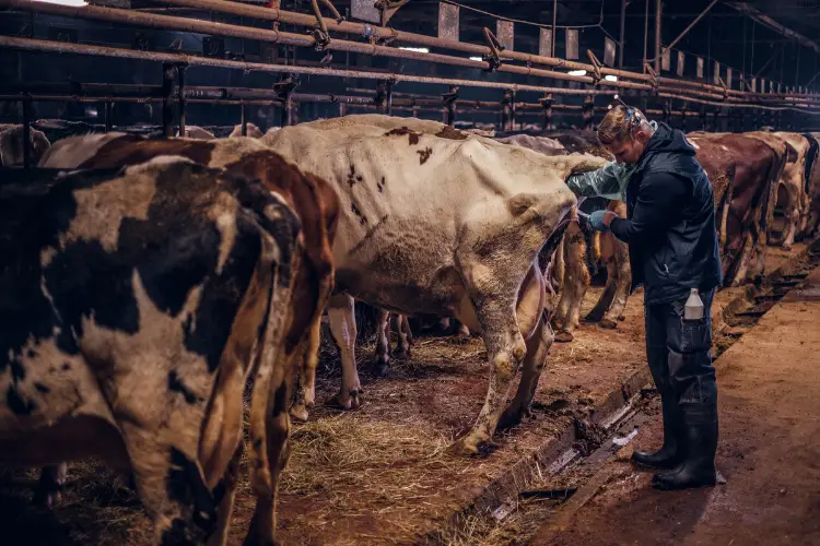 Vet is giving some treatment to cattle