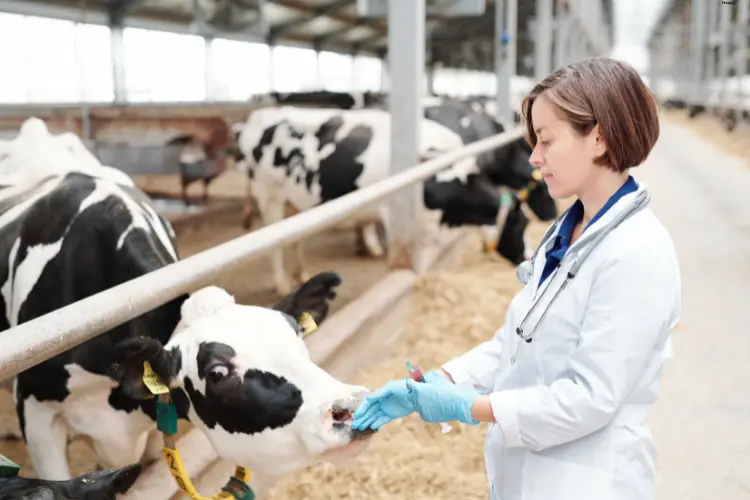 Vet in checking on Cattle