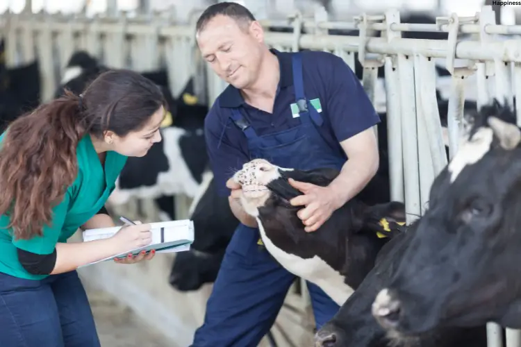 Vet is checking on cattle