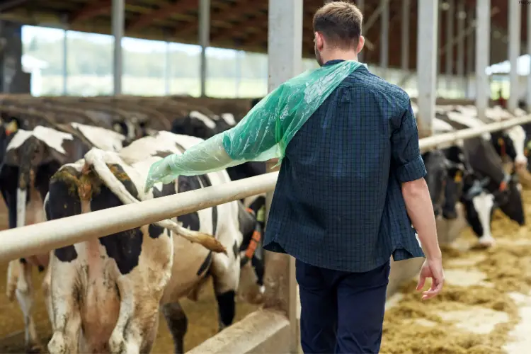 Vet is checking on cattles in farm