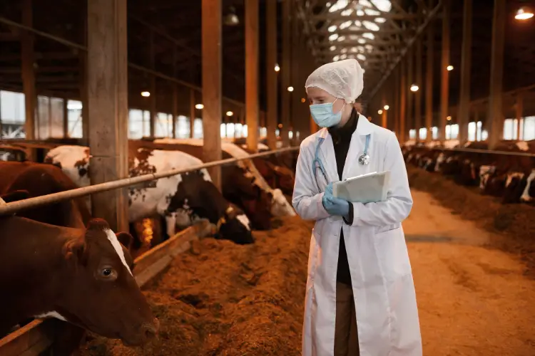 Vet is doing inspection in cattle farm