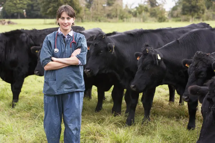 Vet is standing next to cattles