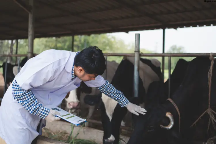 Vet is treating cattle nicely