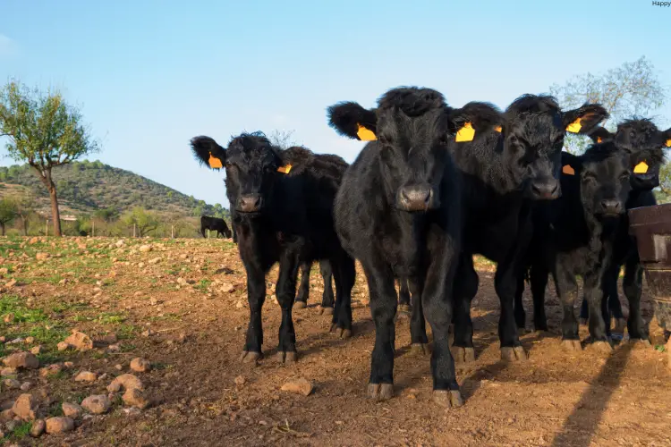 black cattles are standing together