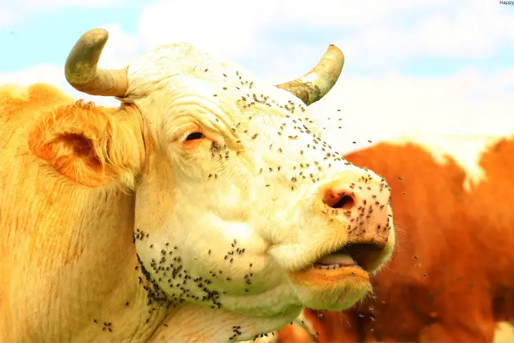 cattle has flies on his face