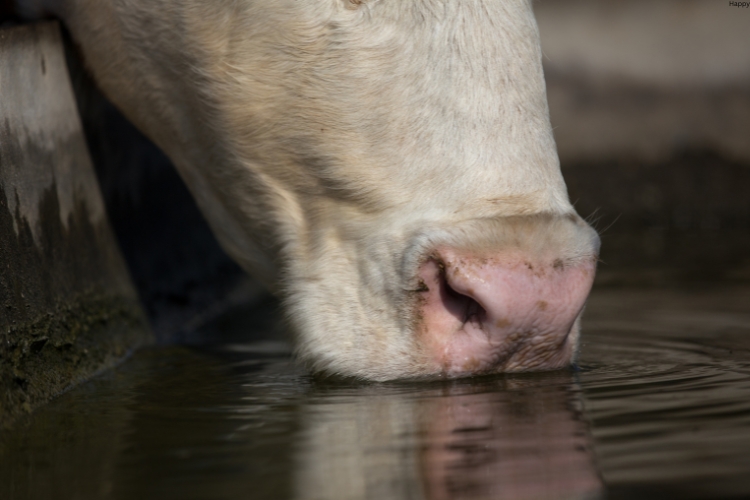 cattle is drinking water alone