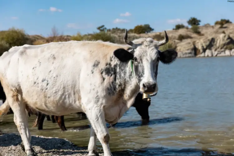 cattle is standing in river