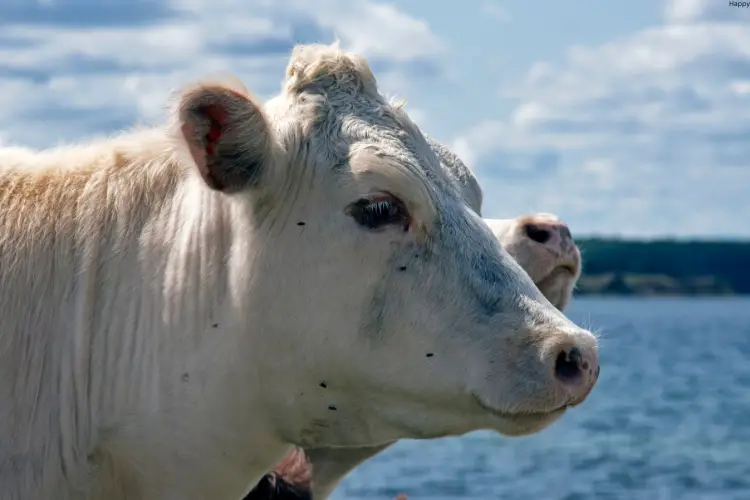 cattle is standing near sea and having flies on his face