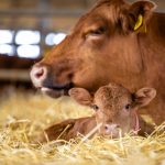 Explore the key factors influencing dairy cattle reproduction behavior and learn strategies to enhance reproductive efficiency, including nutrition, herd health, breeding management, and genetic selection. Discover how a comprehensive approach can boost conception rates, calving intervals, and overall herd performance.