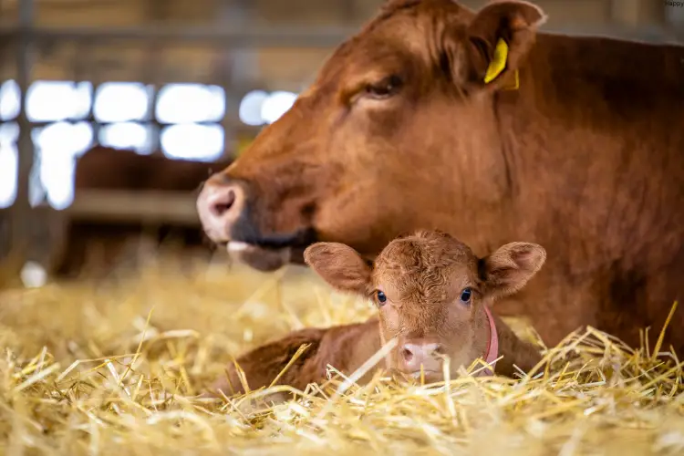 Explore the key factors influencing dairy cattle reproduction behavior and learn strategies to enhance reproductive efficiency, including nutrition, herd health, breeding management, and genetic selection. Discover how a comprehensive approach can boost conception rates, calving intervals, and overall herd performance.