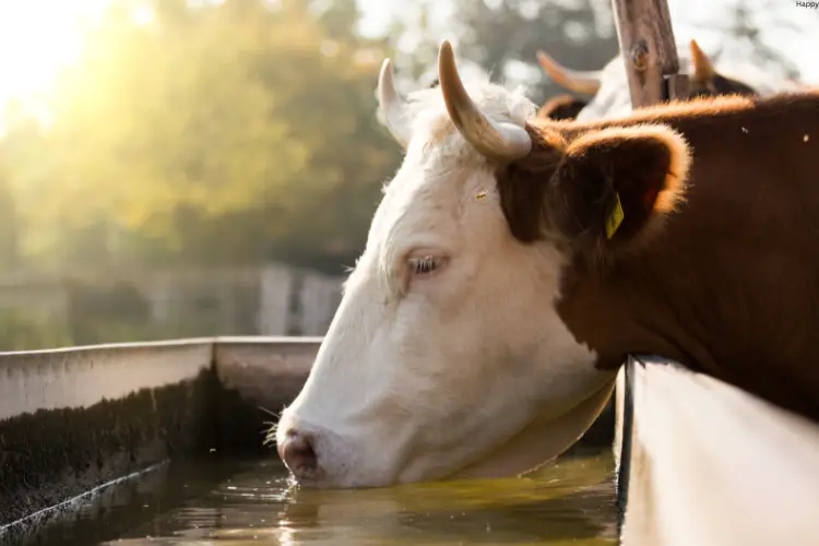 cattle is drinking water