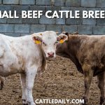 Small Beef Cattle Breeds