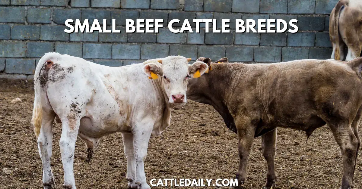 Small Beef Cattle Breeds